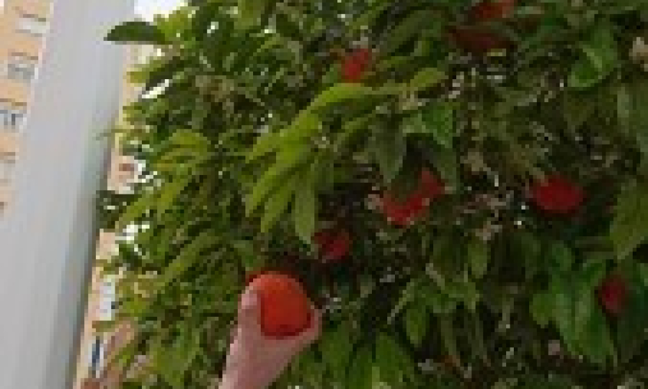 Pick the fruits you like best