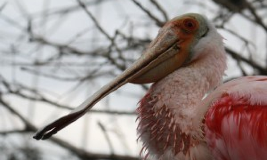 Some odd birds