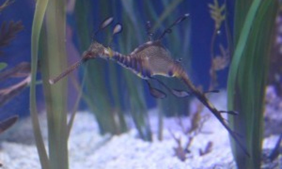 And some odd fish…
