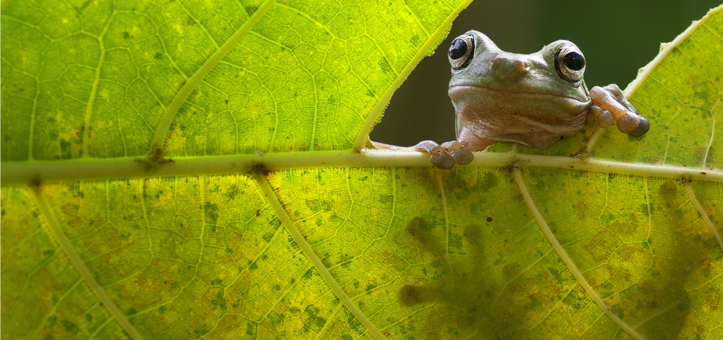 Sneak Peeking frog