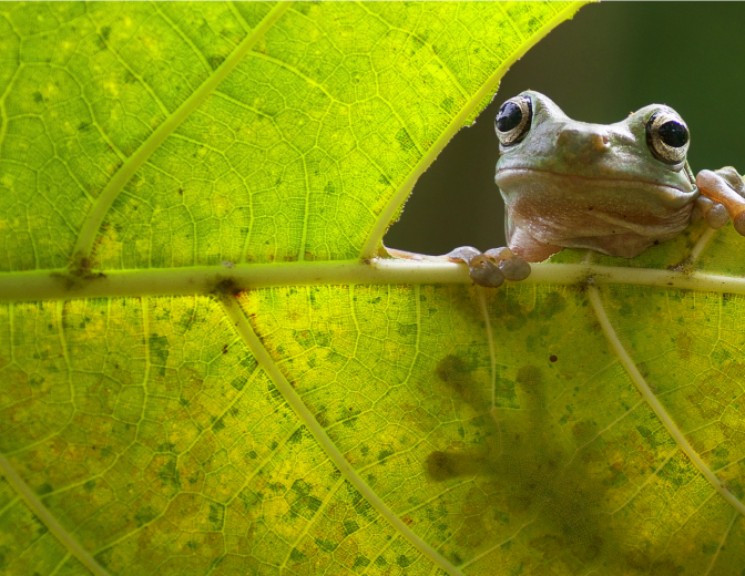Sneak Peeking frog