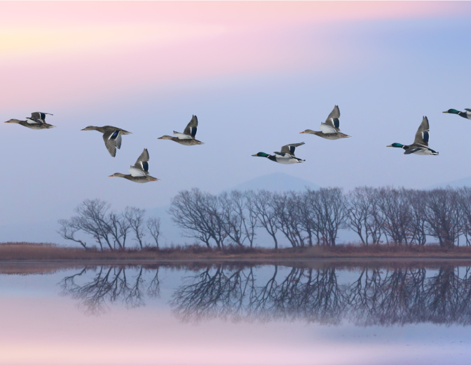 Migration