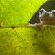 Sneak Peeking frog
