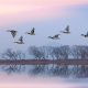 Migration