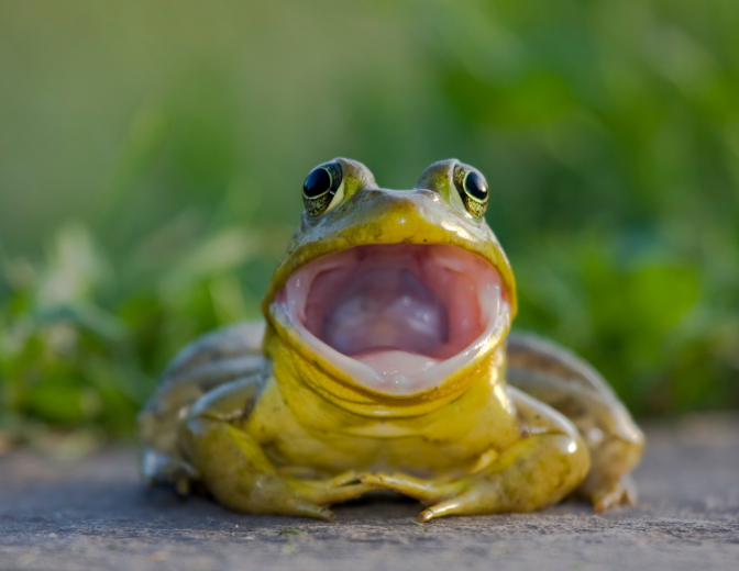 Brulkikker